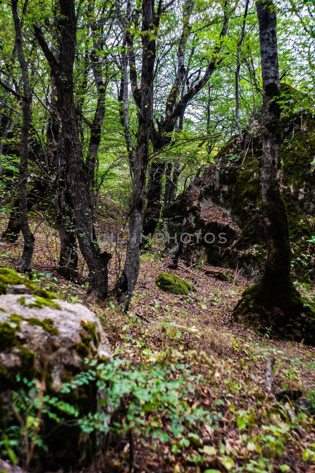 Wild forest in Birtvisi Canyon in summer time
