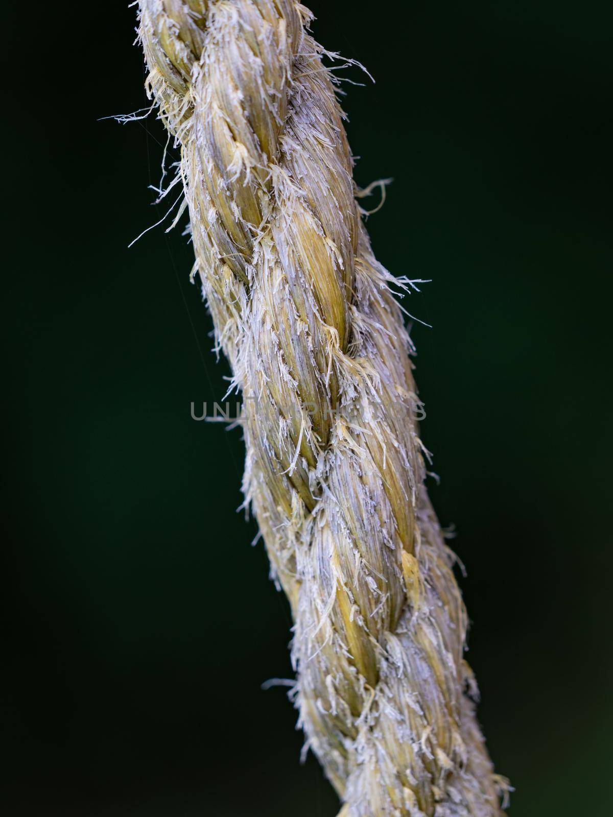 Close up on the braided strands of a rope made of natural material, sisal or hemp fibres on greel blurry background