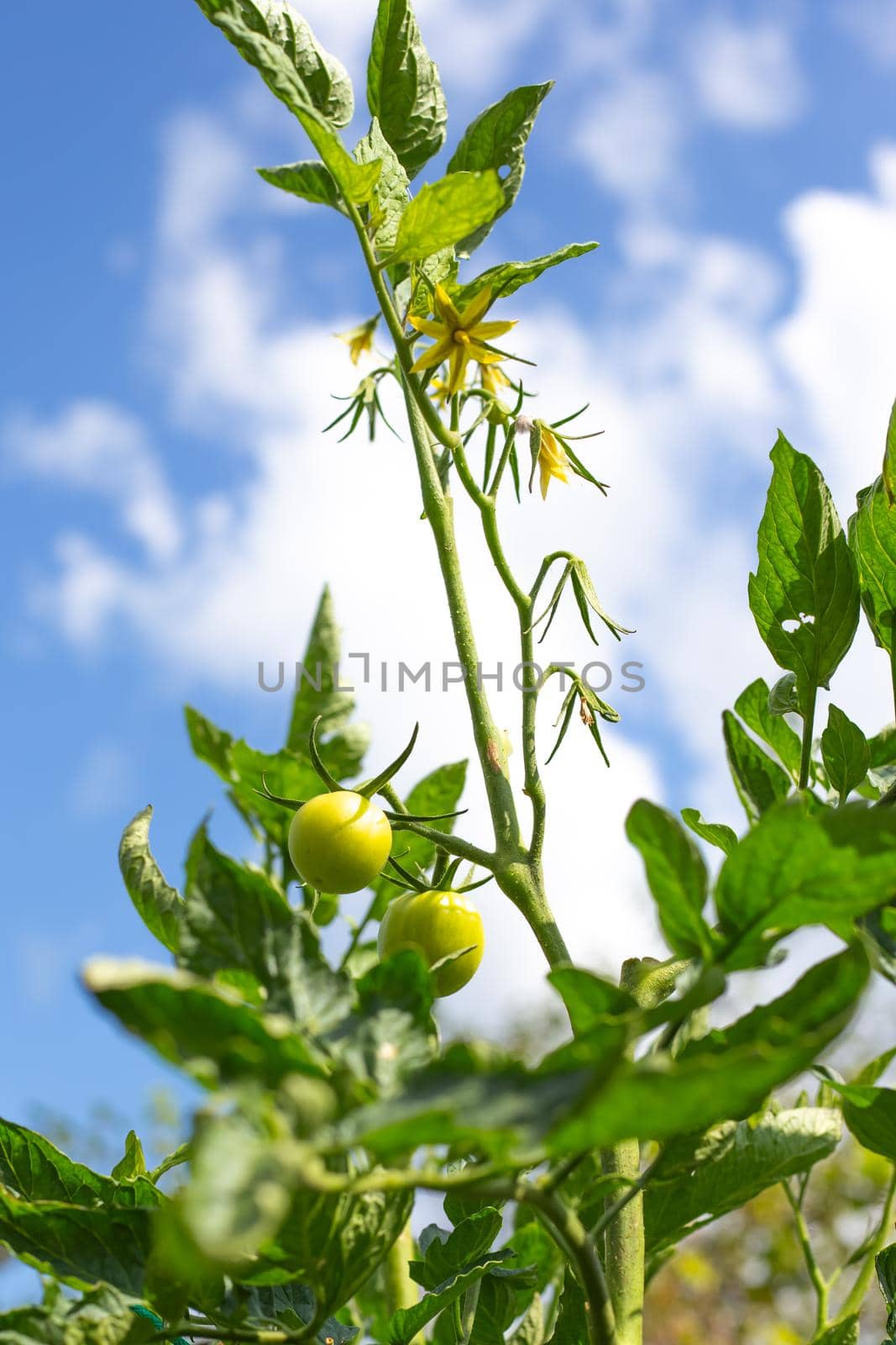 Green unripe tomatoes on a bush against the background of the sky. Growing vegetables in the garden.