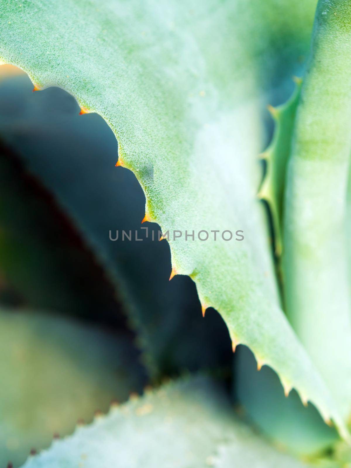 Succulent plant close-up, thorn and detail on leaves of Agave plant by Satakorn