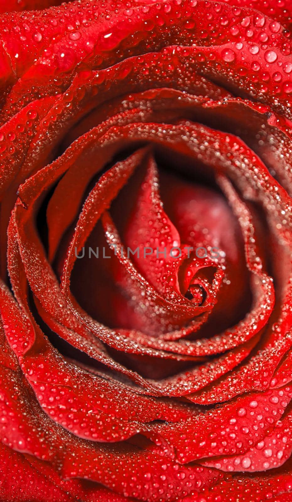 Freshness red rose with water drops, Vivid color natural floral background by Satakorn