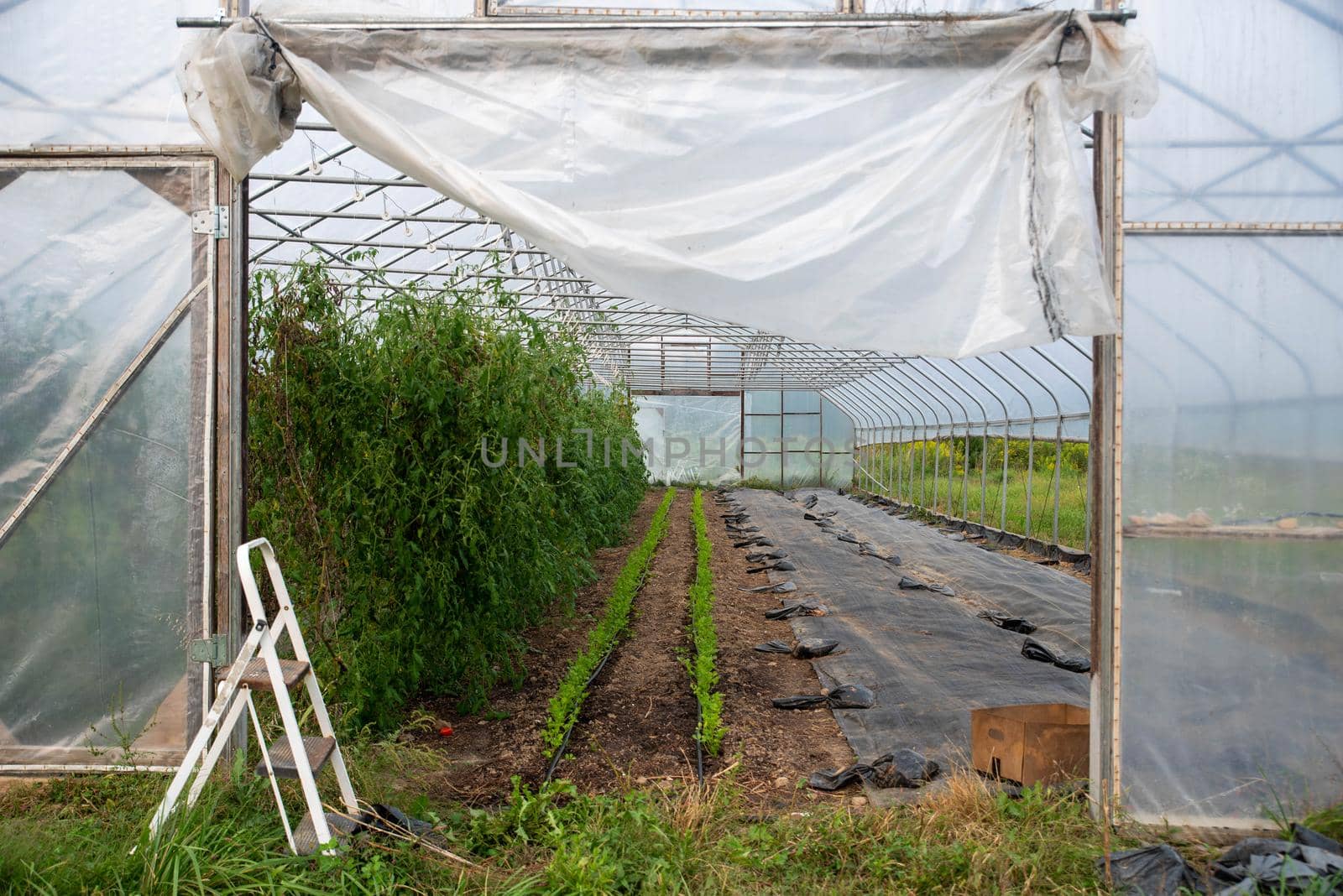Tomato plants and rows of young cilantro plants extend through the greenhouse interior visible through open door. No people in natural light, organic garden toold and ground cover methods are visible.
