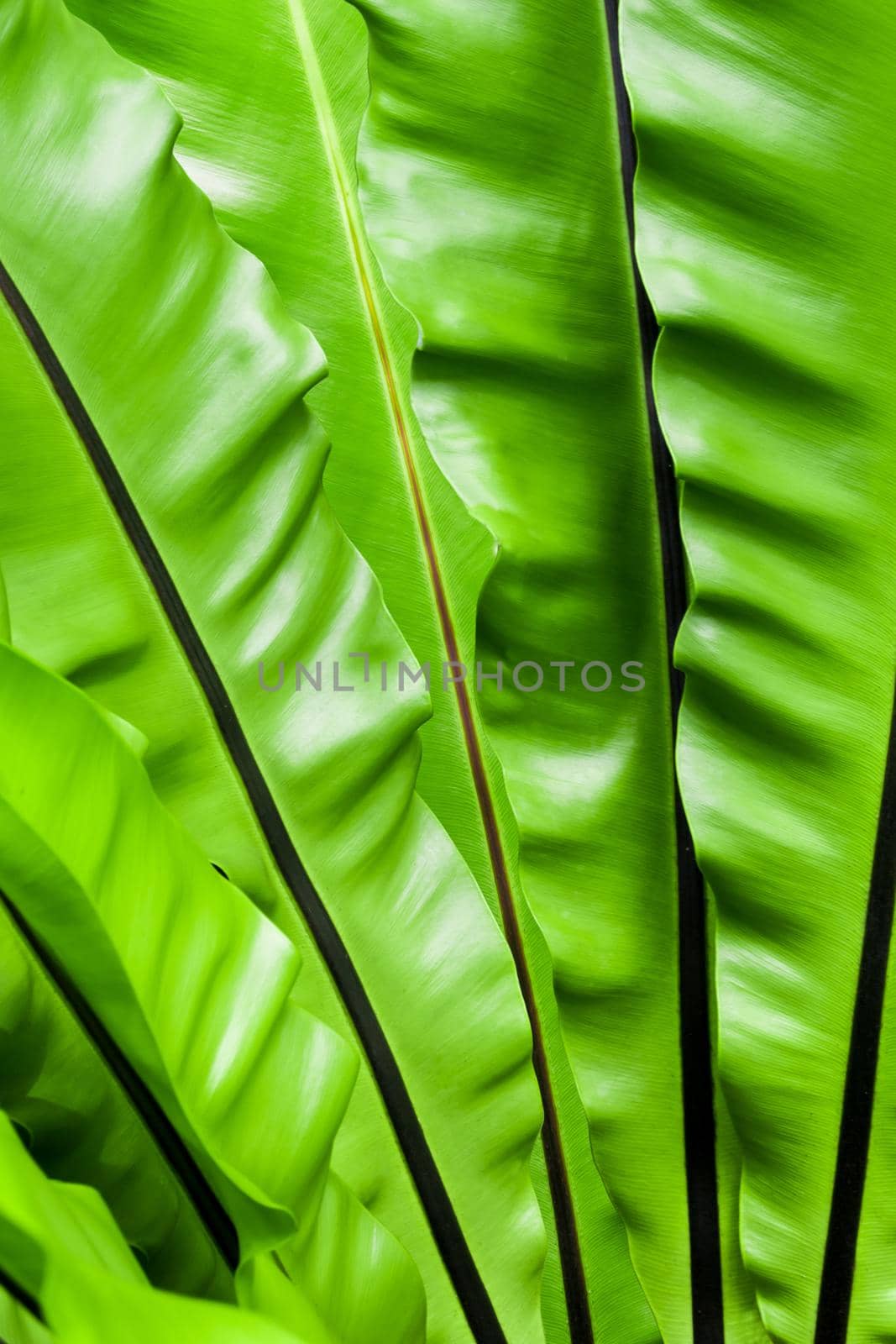 Close up freshness and big leaves of Bird's nest fern (Asplenium nidus) in the tropical garden