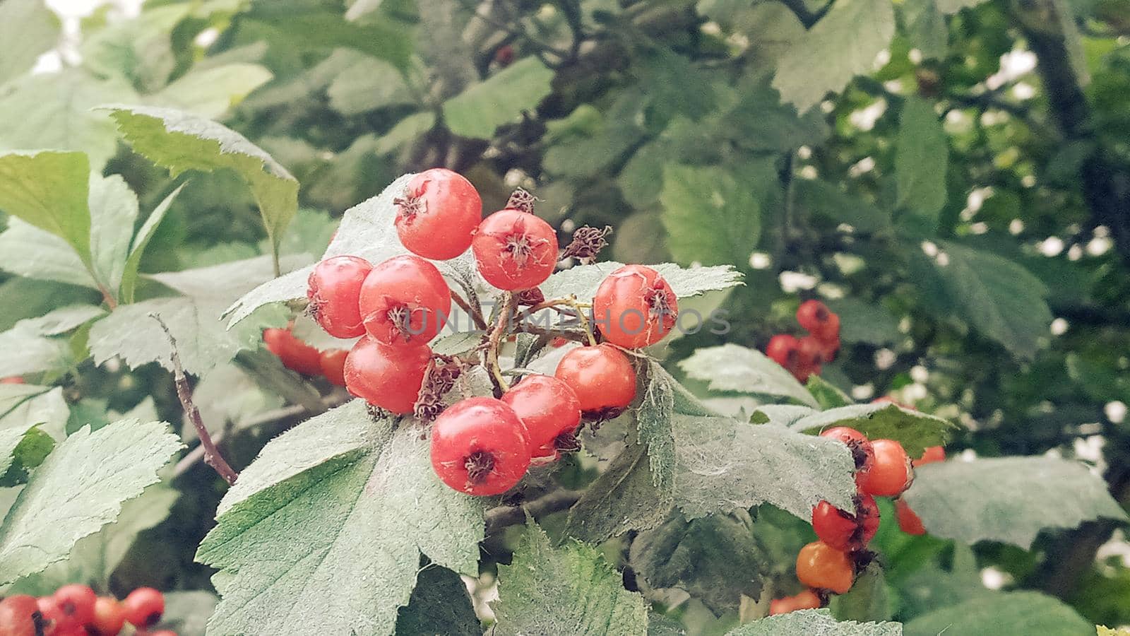 Red fruit of the hawthorn Crataegus, close-up. Crataegus, commonly called hawthorn, quickthorn, thornapple, whitethorn and hawberry.