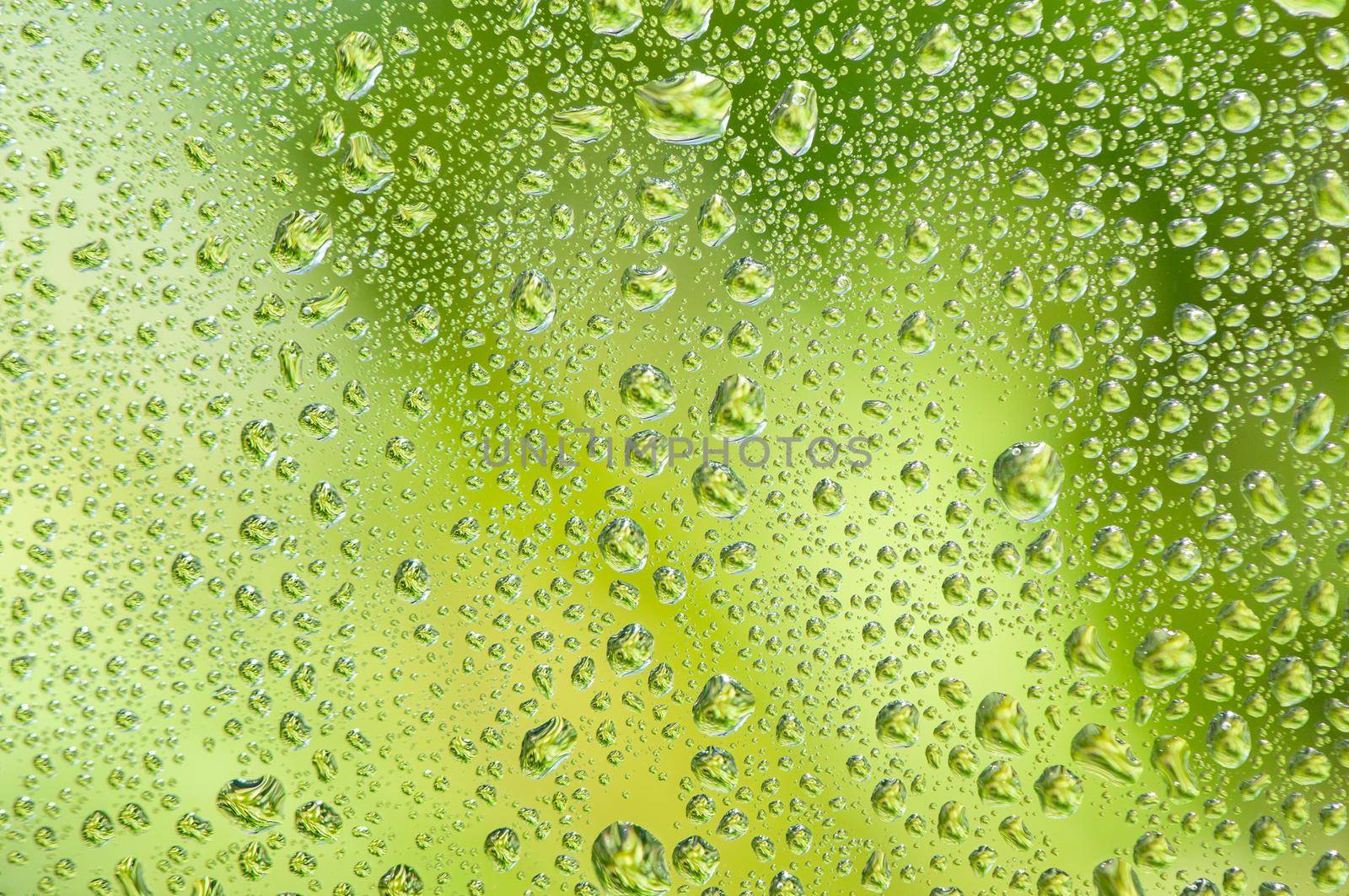 Water drop on glass window with green tree background.