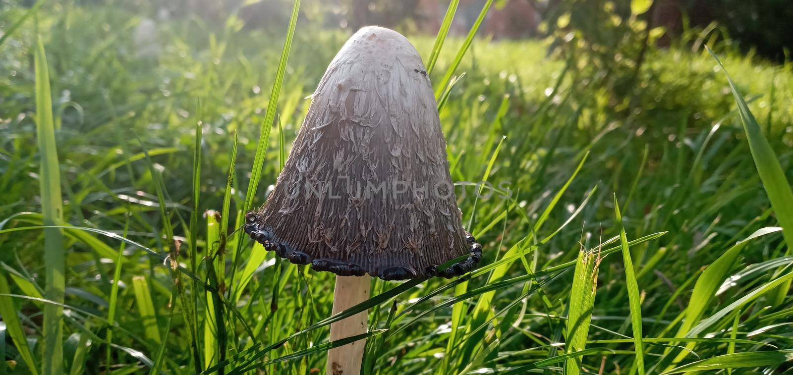 Coprinus comatus stands in a meadow among green grass.