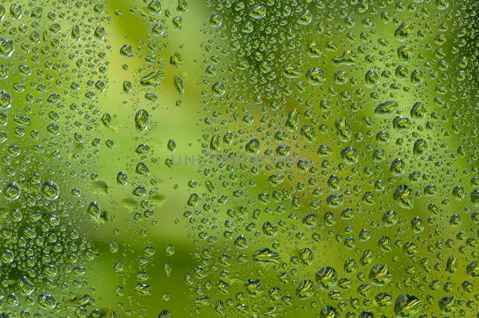 Water drop on glass window with green tree background. by thanumporn