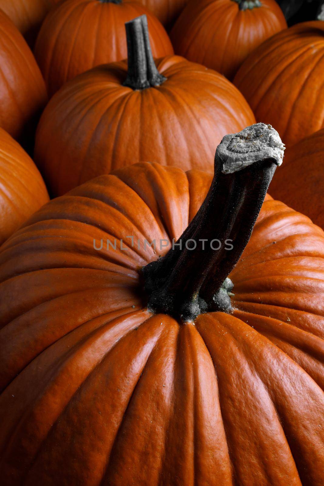 Many orange pumpkins collection on the autumn market