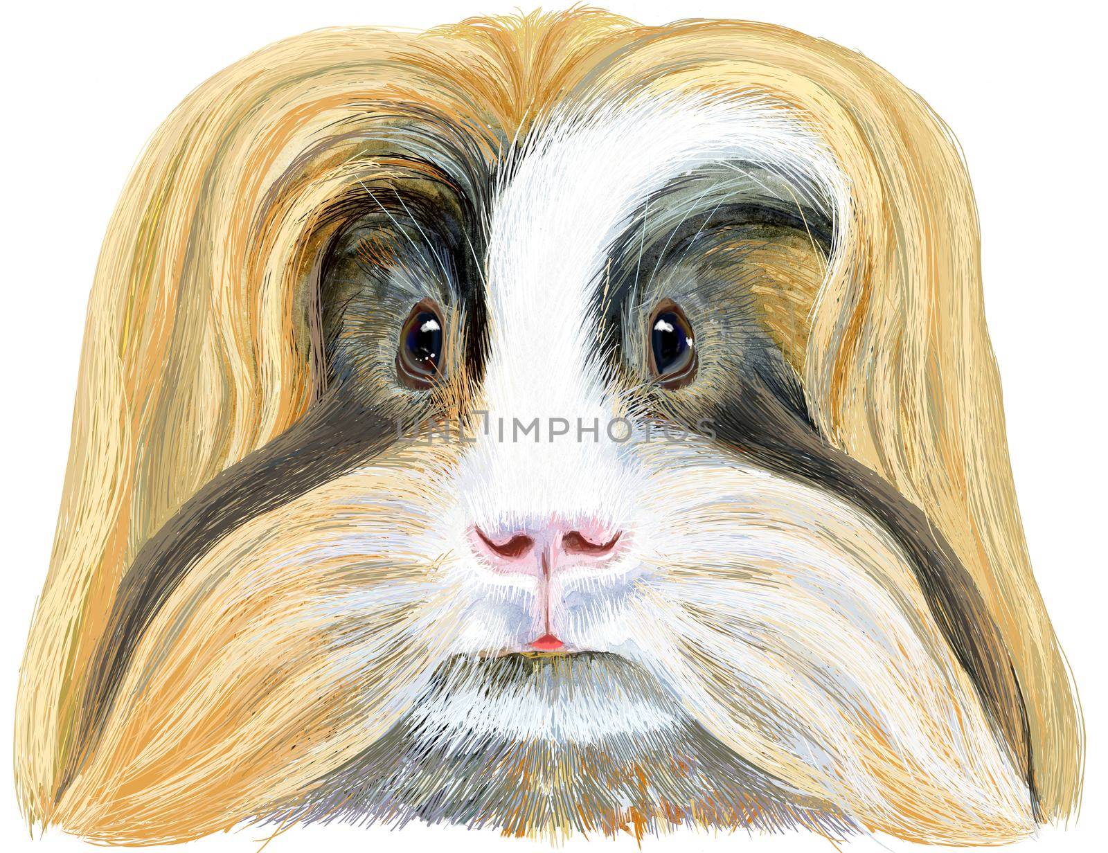 Cute cavy. Pig for T-shirt graphics. Watercolor Sheltie Guinea Pig illustration