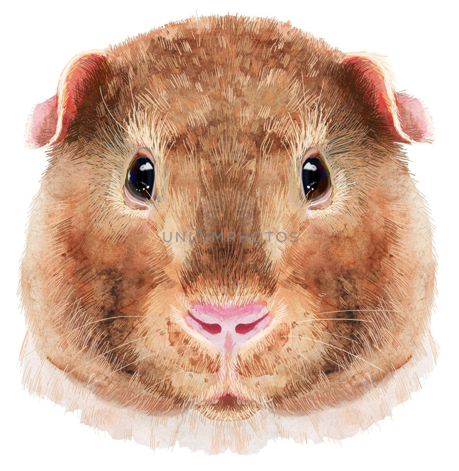 Guinea pig. Pig for T-shirt graphics. Watercolor Teddy guinea pig illustration