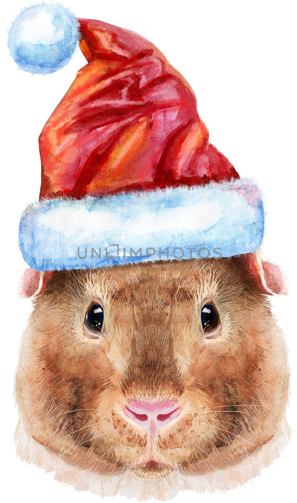 Watercolor portrait of Teddy guinea pig with Santa hat on white background by NataOmsk