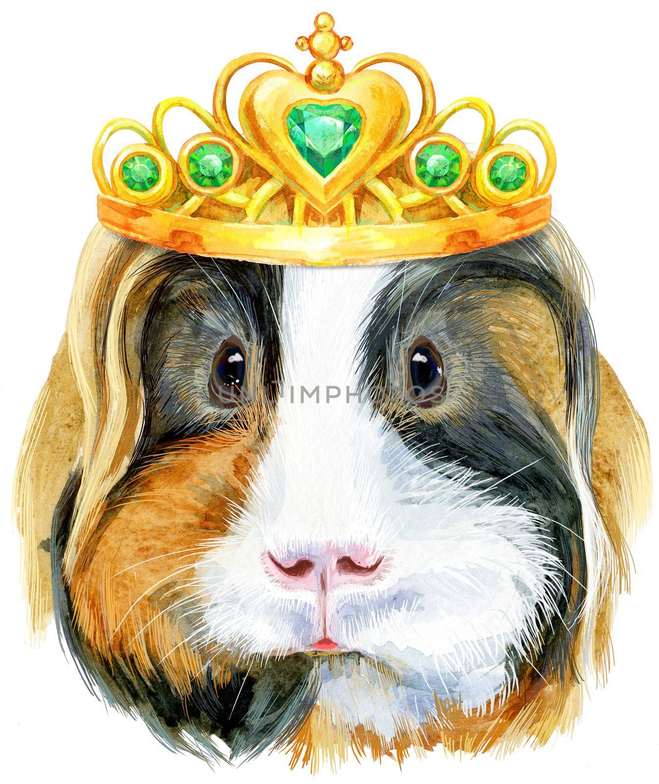 Watercolor portrait of Sheltie guinea pig with golden crown on white background by NataOmsk