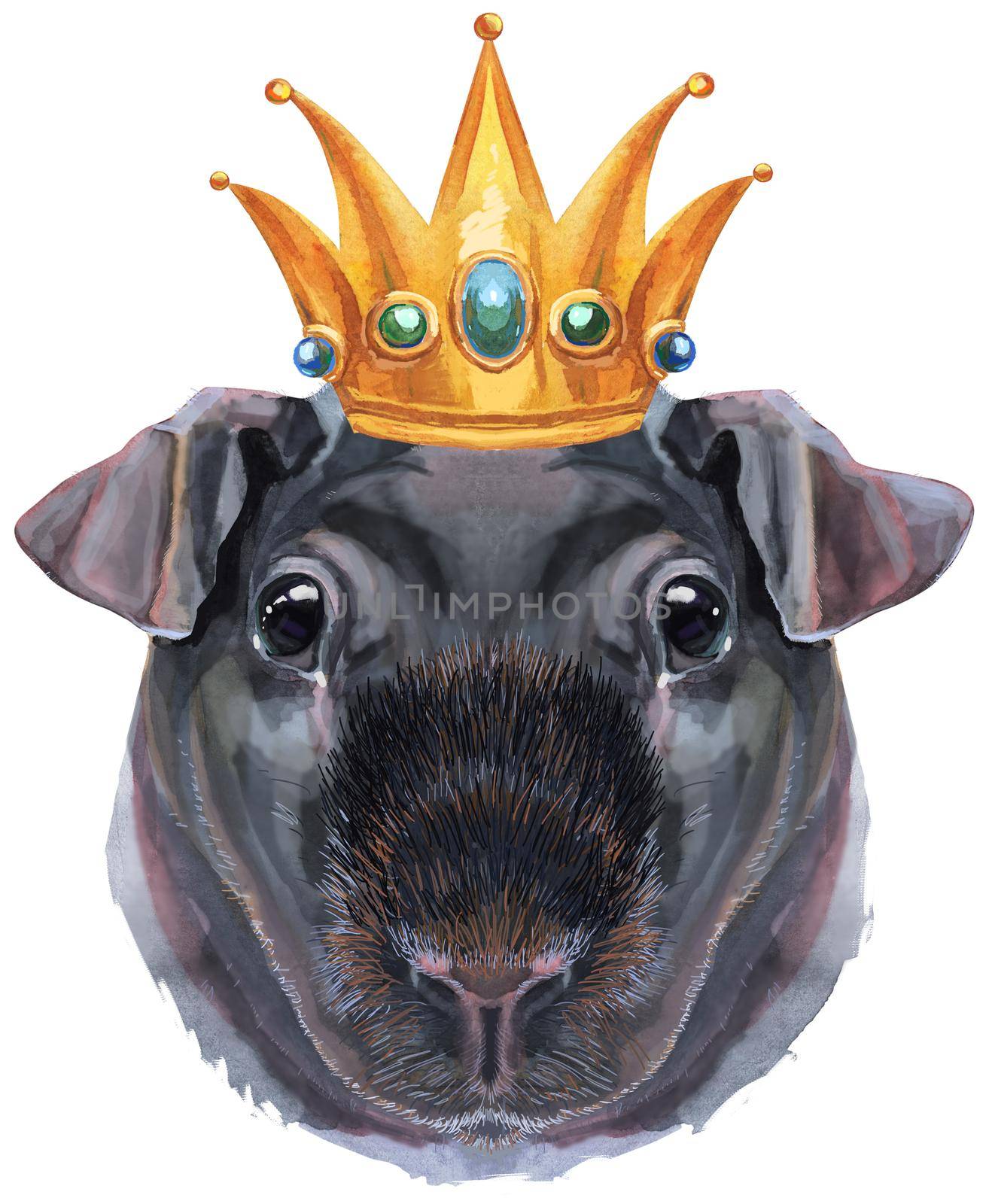 Watercolor portrait of Skinny Guinea Pig with gold crown on white background by NataOmsk