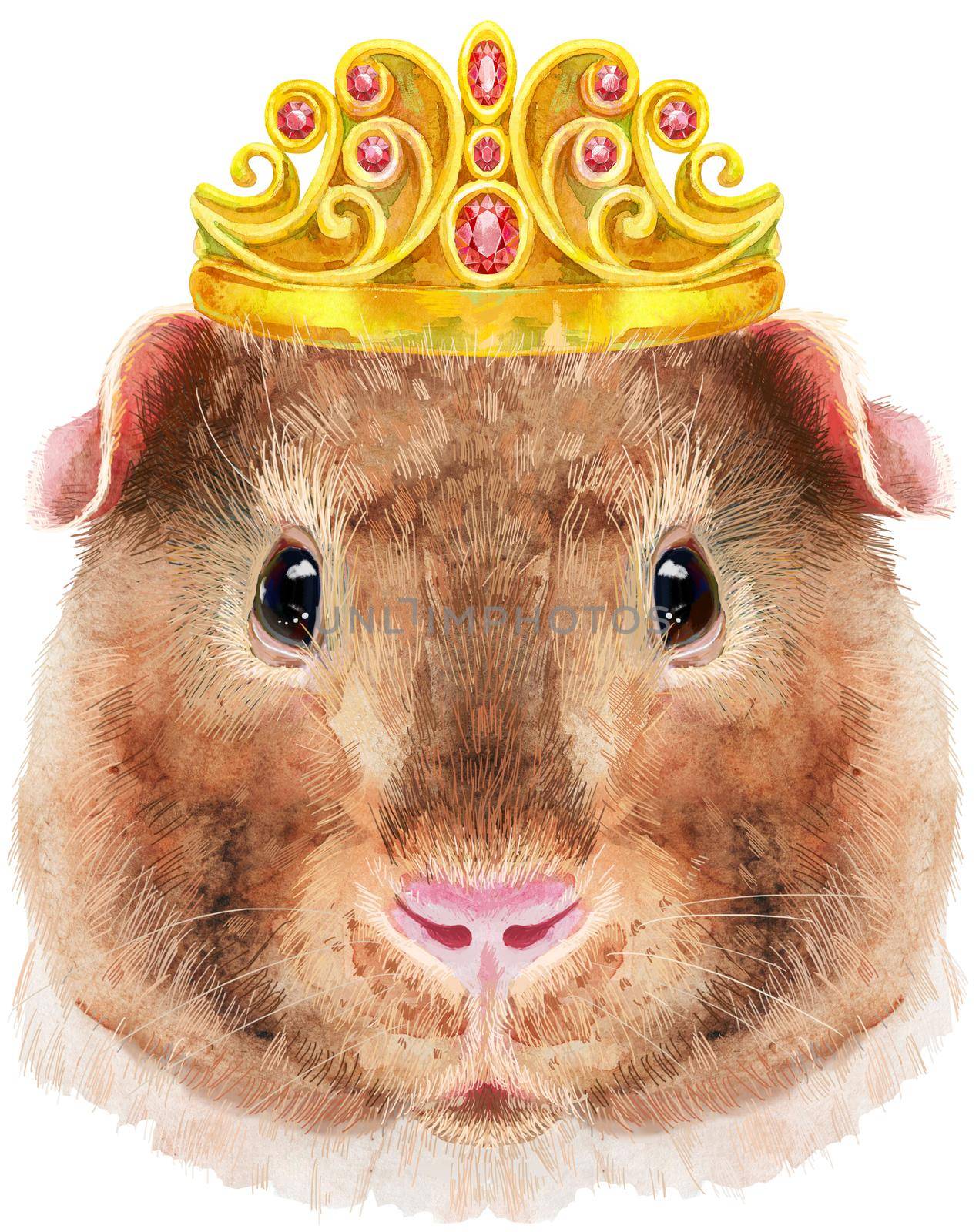 Watercolor portrait of Teddy guinea pig with golden crown on white background by NataOmsk