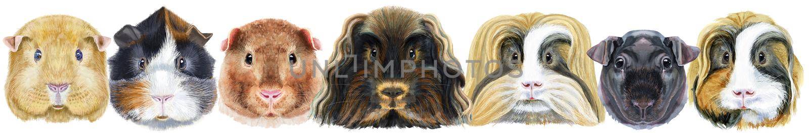 Cute cavy. Pig for T-shirt graphics. Watercolor guinea pigs border set