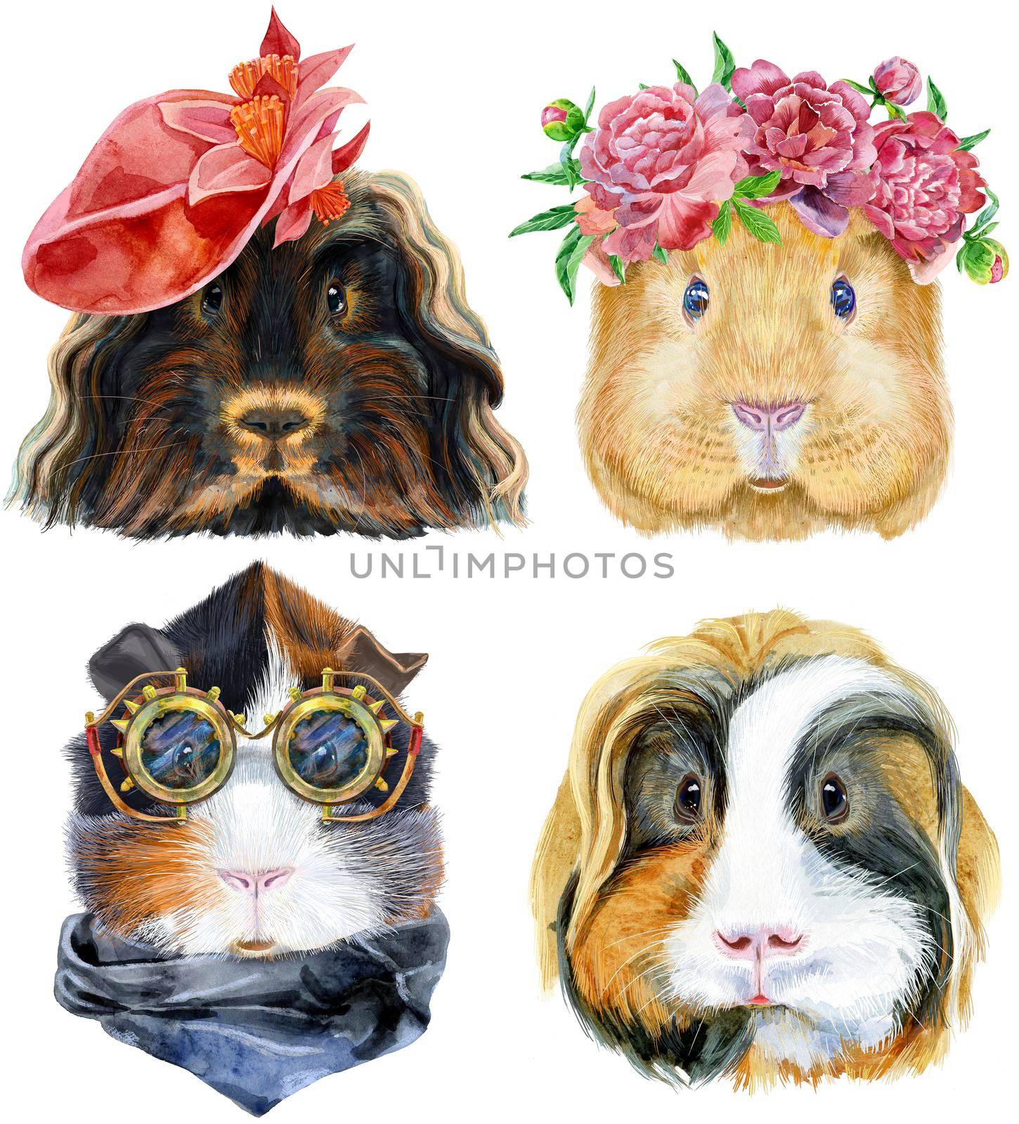 Watercolor portraits of Guinea Pigs on white background by NataOmsk