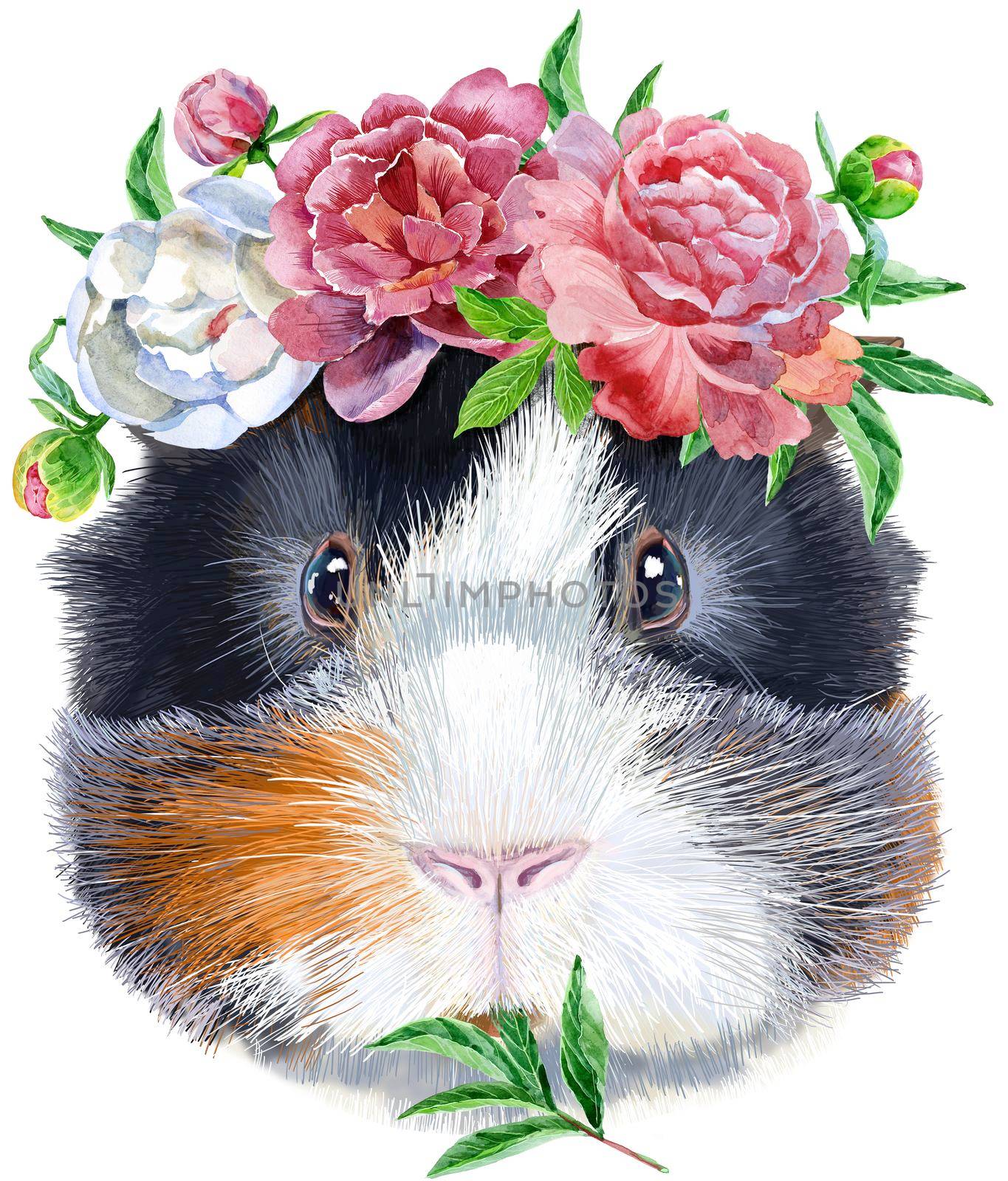 Watercolor portrait of Abyssinian guinea pig with flowers on white background by NataOmsk