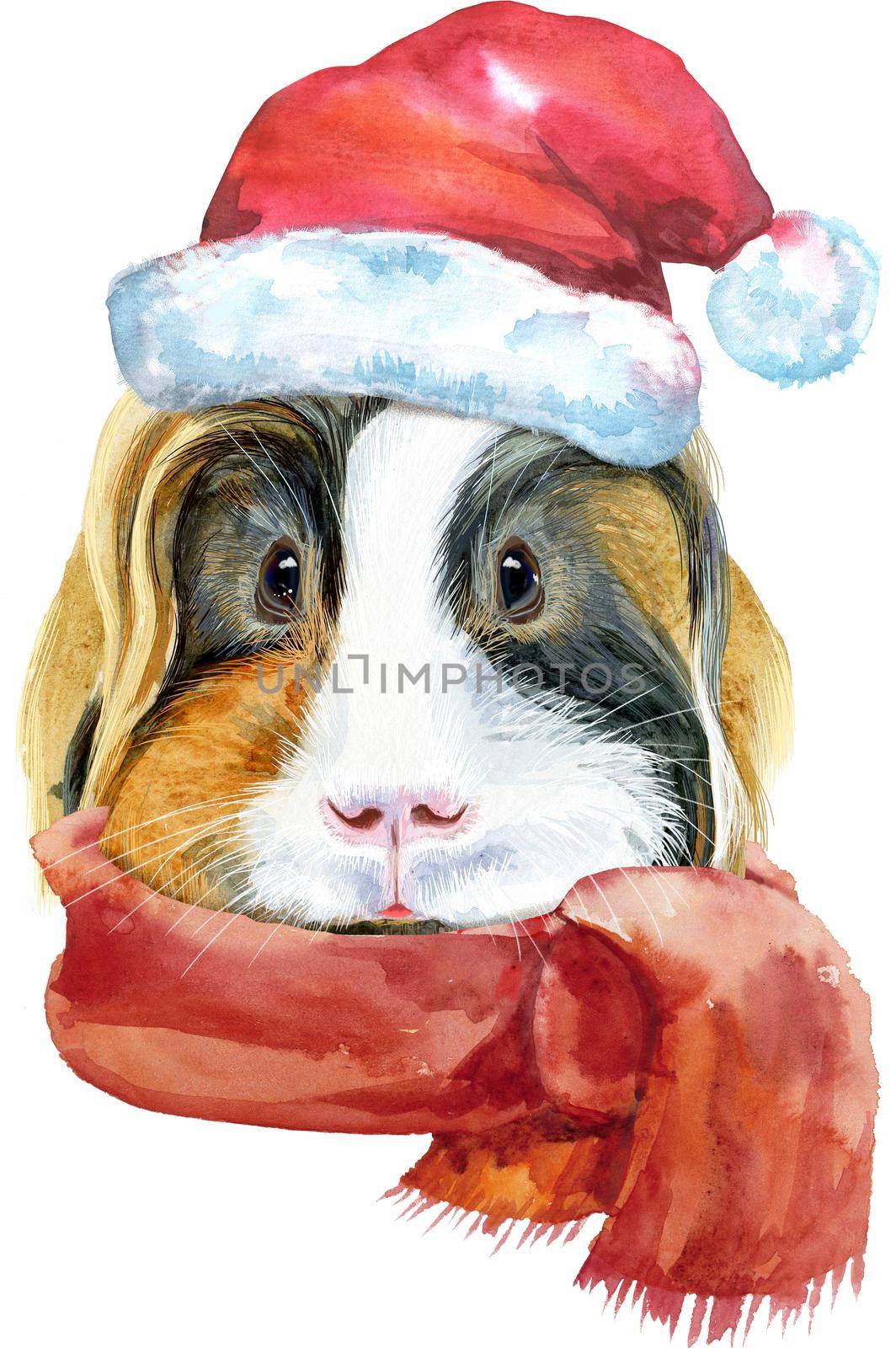 Watercolor portrait of Sheltie guinea pig with Santa hat on white background by NataOmsk