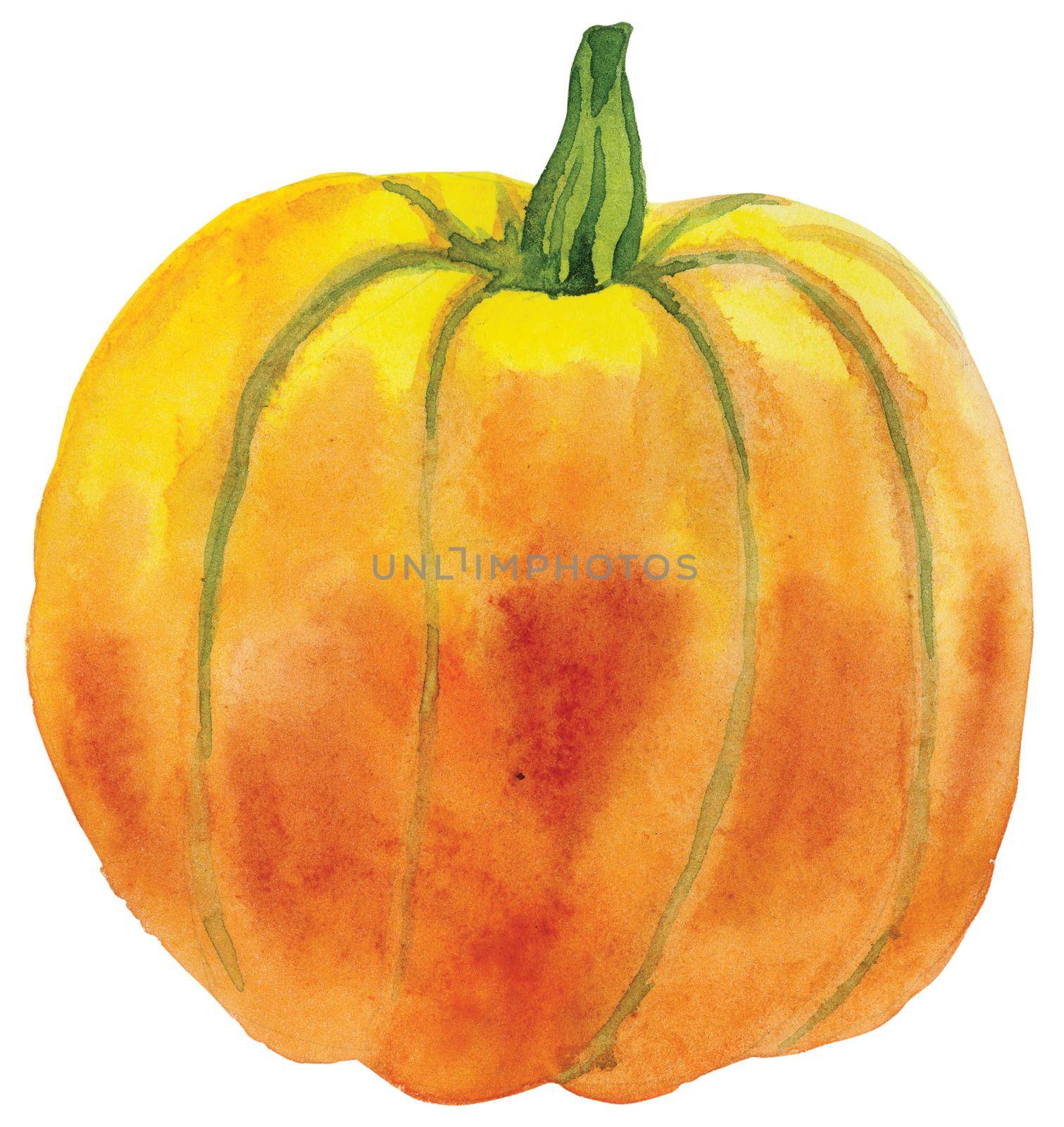 Watercolor orange pumpkin on isolated white background, watercolor illustration, hand drawing by NataOmsk
