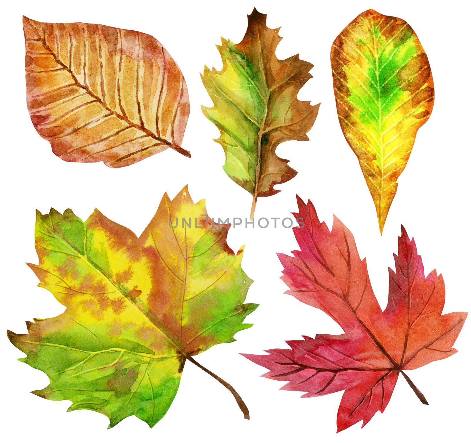Autumn leaves set, isolated on white background. Leaves with watercolor texture, illustration.