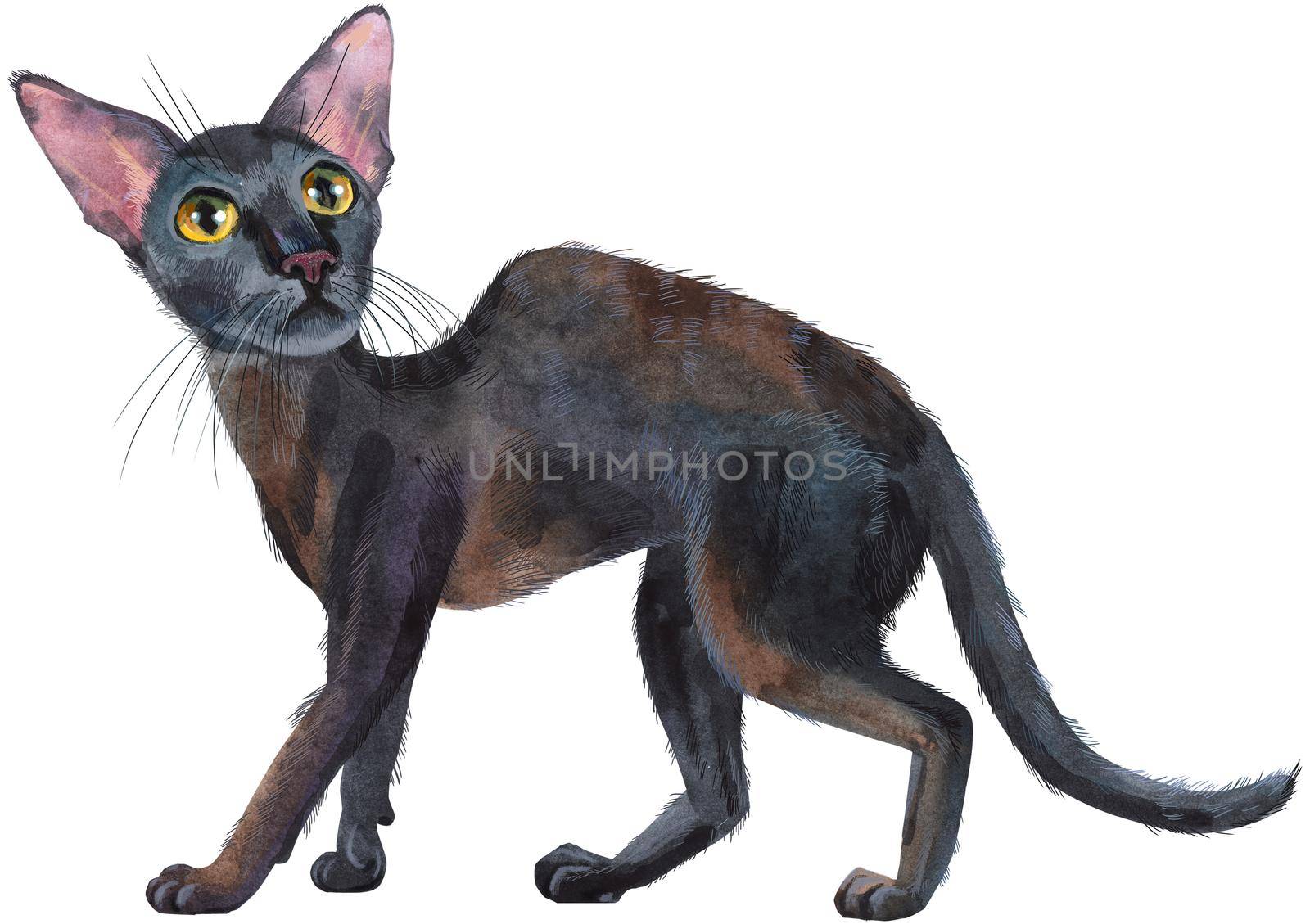 Watercolor oriental cat. Hand drawn black short hair pet on white background.