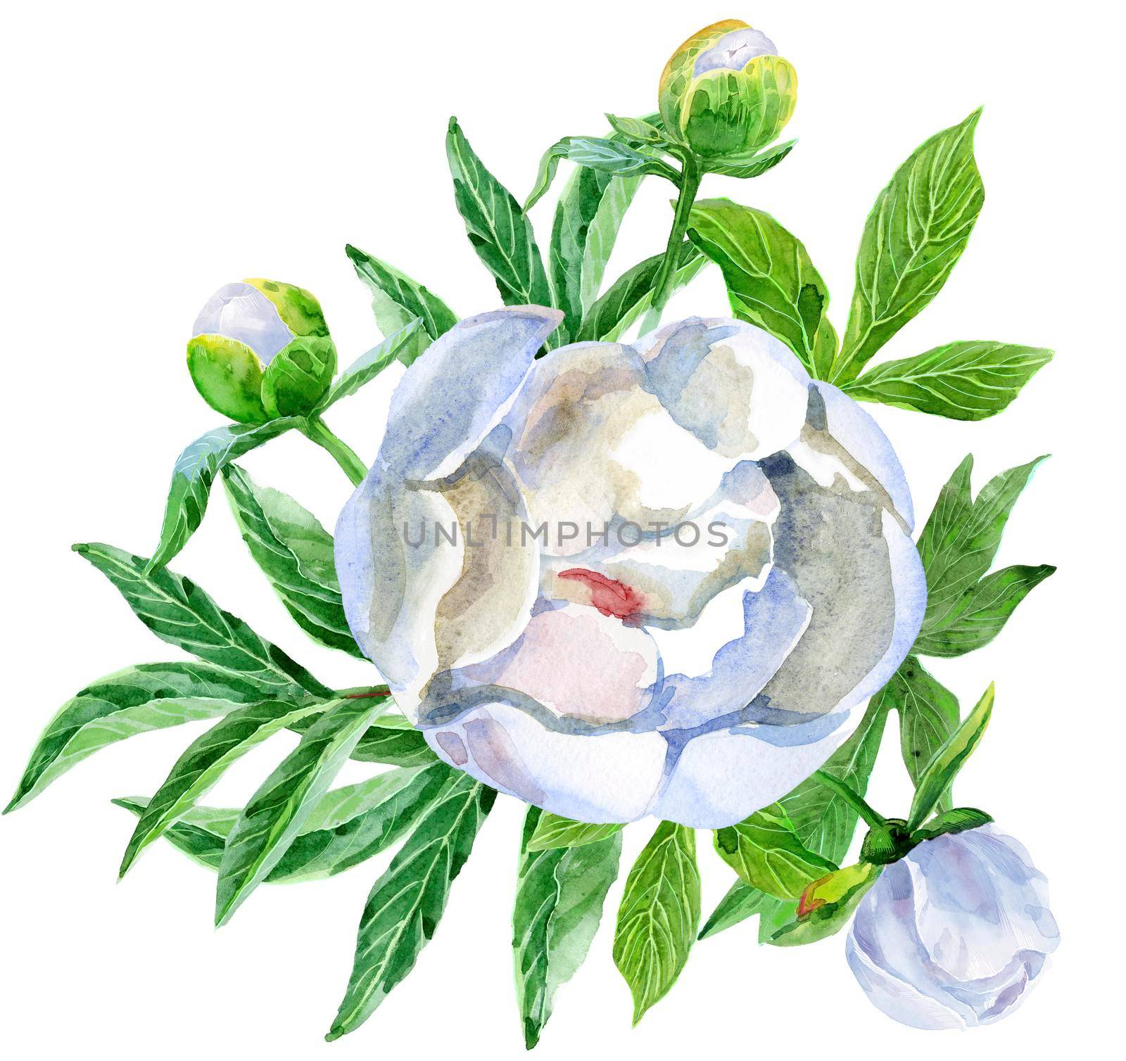 Luxurious white peony with buds and leaves by NataOmsk