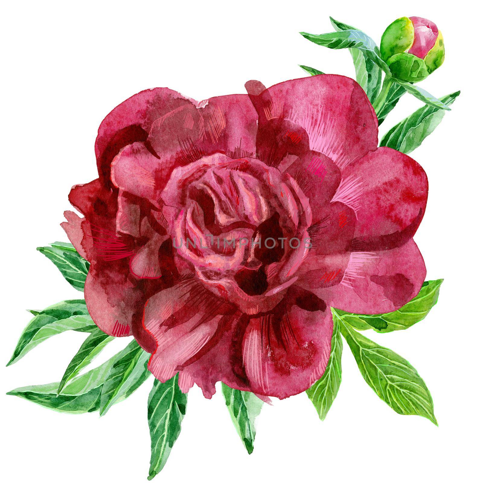 Luxurious dark pink peony with buds and leaves. Vintage floral elements with peony flower and leaves isolated on white background. Hand drawn