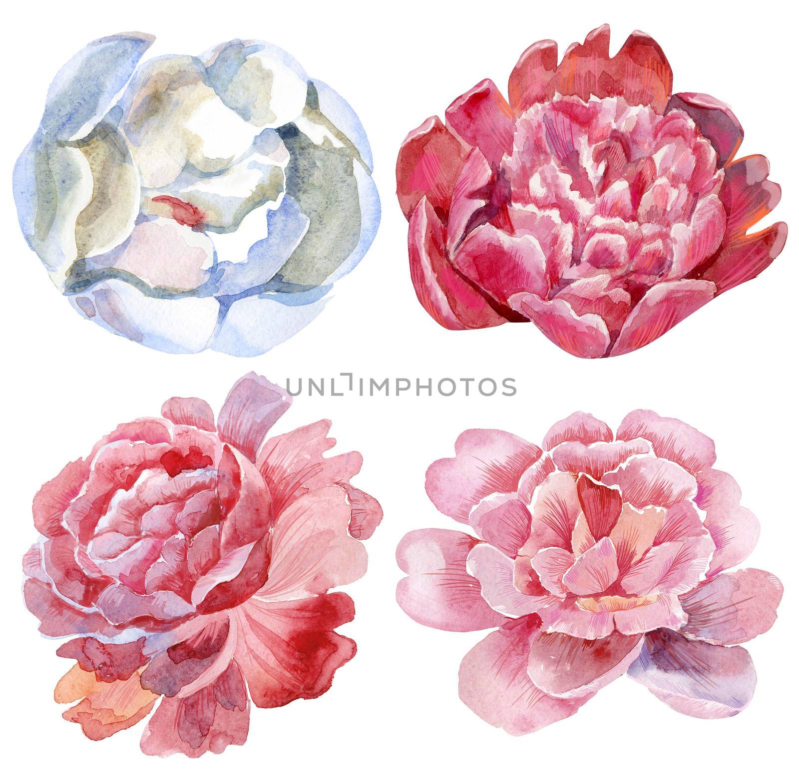 Watercolor peony set. Vintage floral elements with peony flowers and leaves isolated on white background. Hand drawn