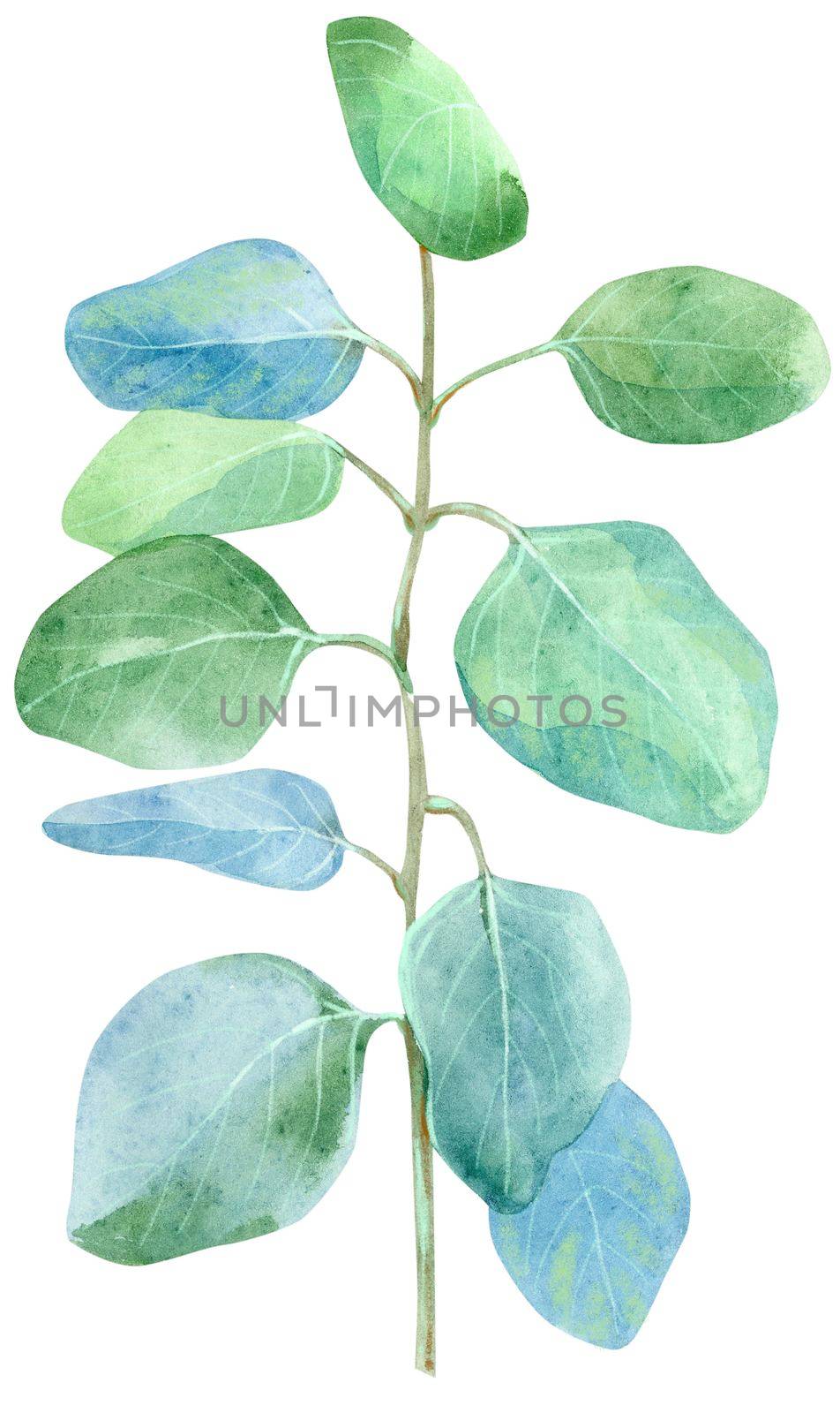 Watercolor eucalyptus isolated on white background