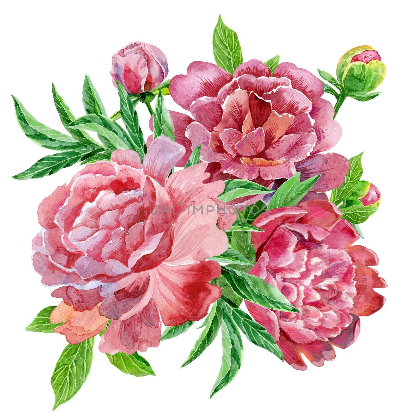 Watercolor bouquet of peonies by NataOmsk