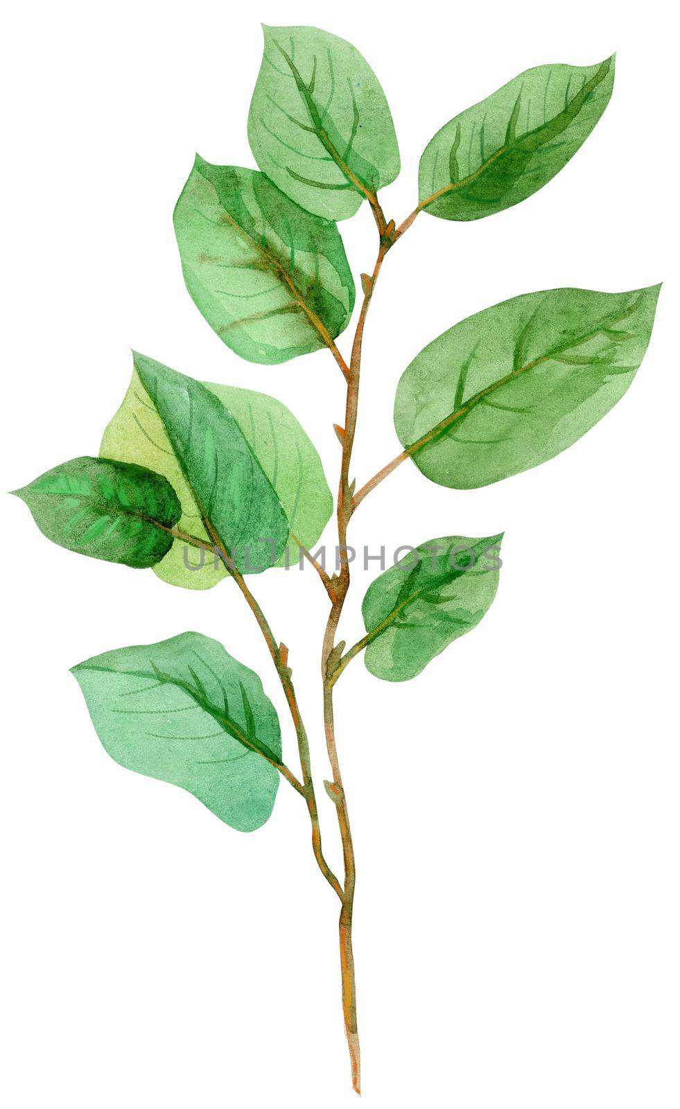 Watercolor green bunch of salal. Hand drawn isolated illustration on white background by NataOmsk