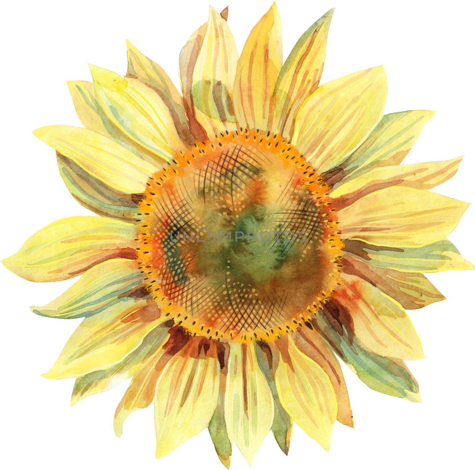 Watercolor sunflower isolated on white background. Hand drawn clipart. by NataOmsk