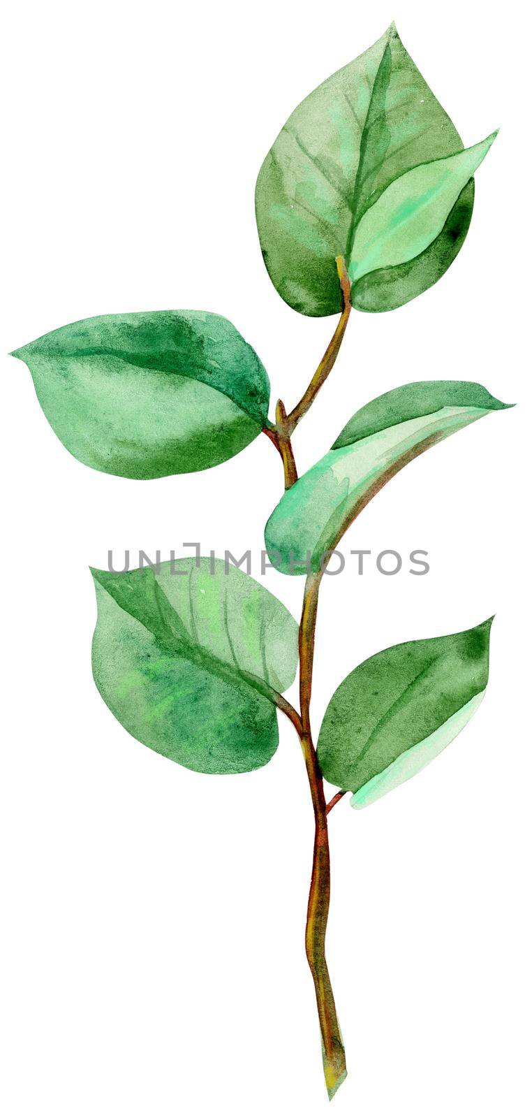 Watercolor green ruscus isolated on white background