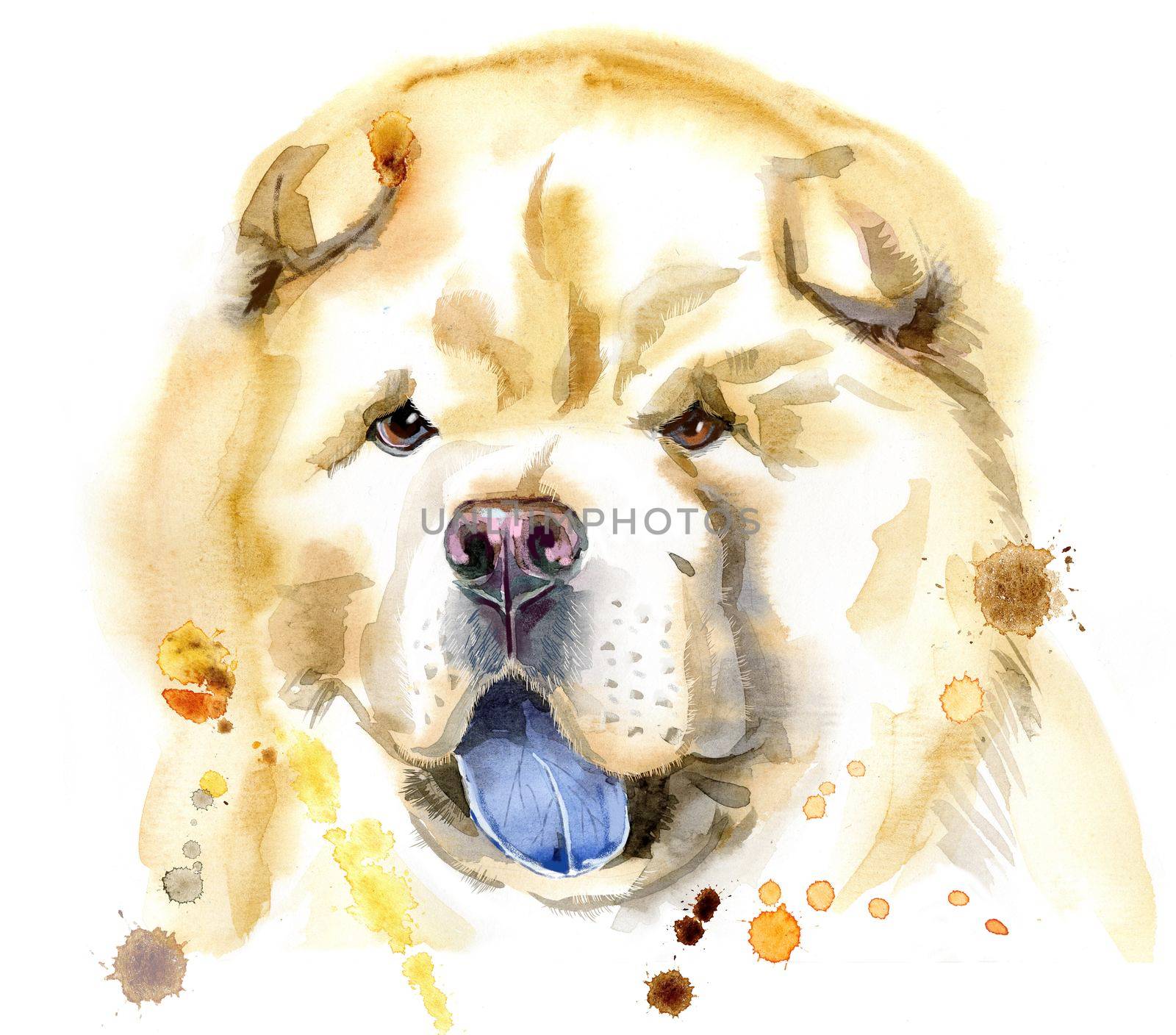 Cute Dog. Dog T-shirt graphics. watercolor chow-chow dog illustration