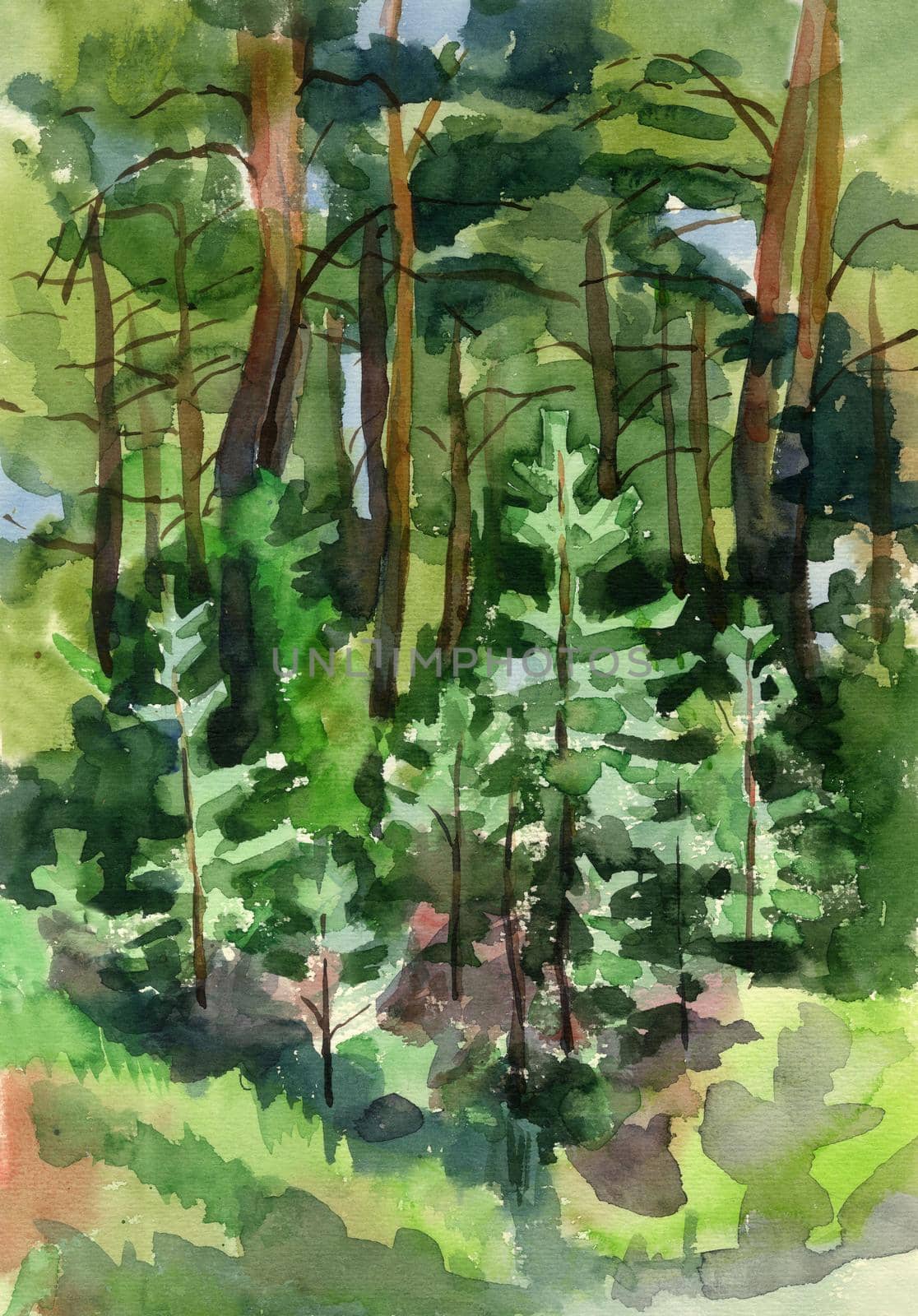 Trunks of Siberian pines with bright sunbeams and spruces