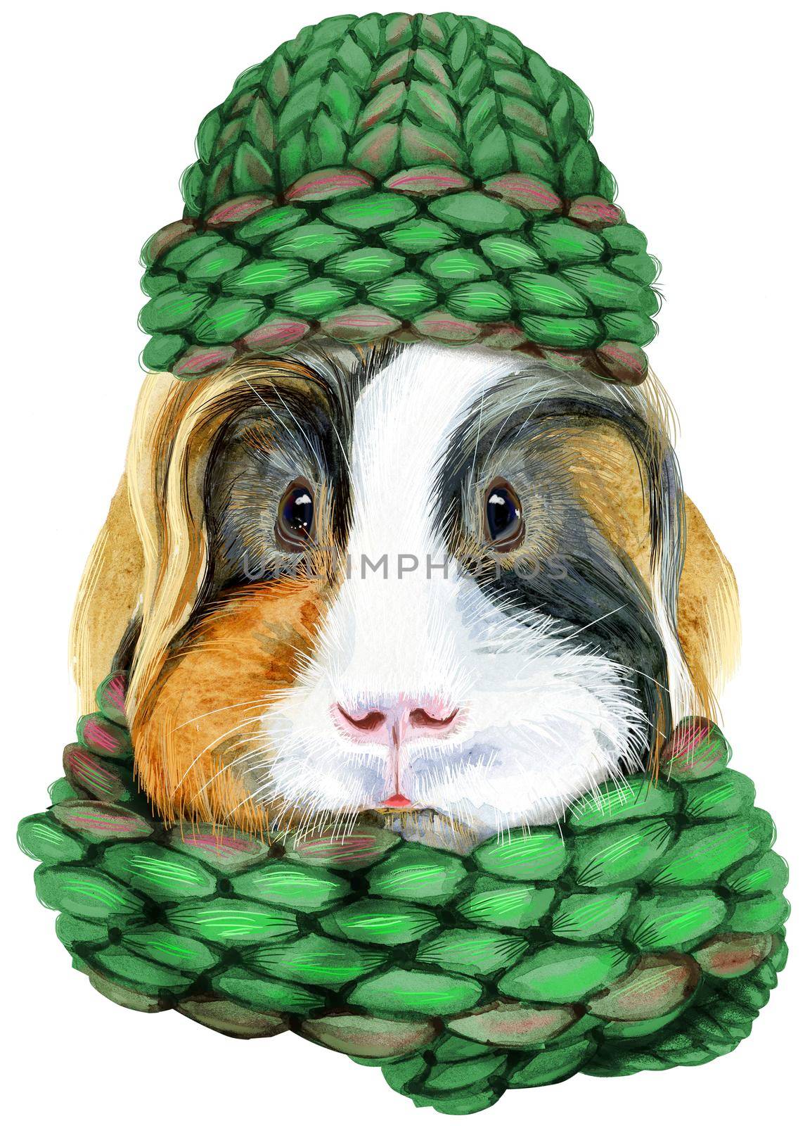 Watercolor portrait of Sheltie guinea pig pig in a knitted hat and scarf on white background by NataOmsk