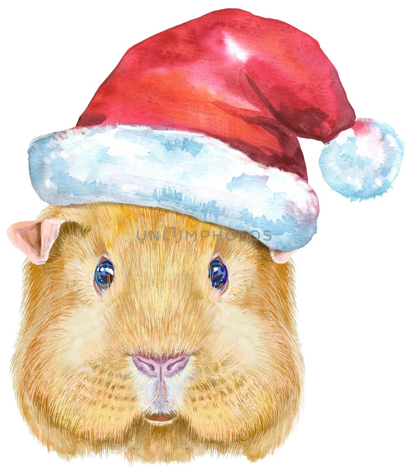 Watercolor portrait of English Self guinea pig with Santa hat on white background by NataOmsk