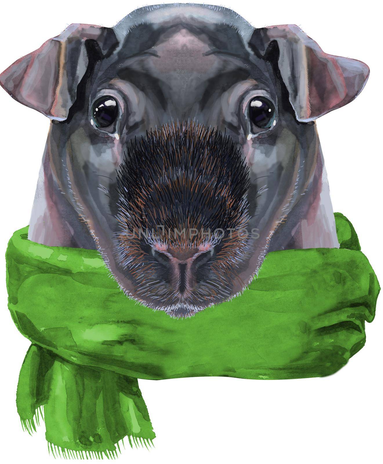 Watercolor portrait of Skinny Guinea Pig in green scarf on white background by NataOmsk