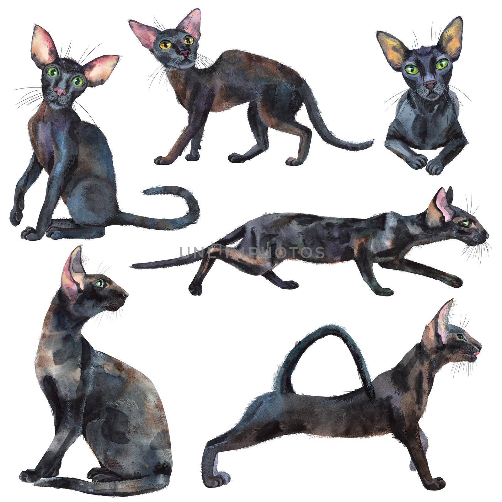 Watercolor set of oriental black cats. Painting animal illustration by NataOmsk