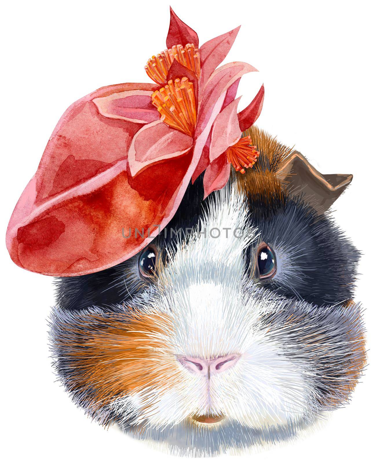 Watercolor portrait of abyssinian guinea pig with red hat on white background by NataOmsk