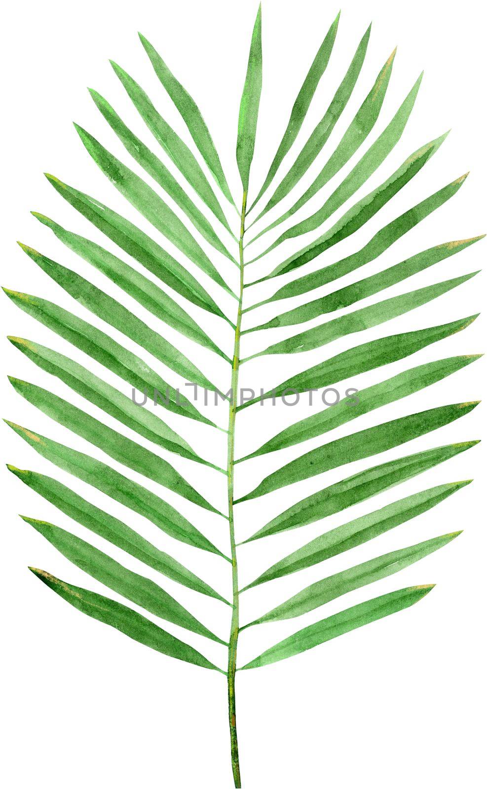 Green leaves of palm robillini tree isolated on white background by NataOmsk