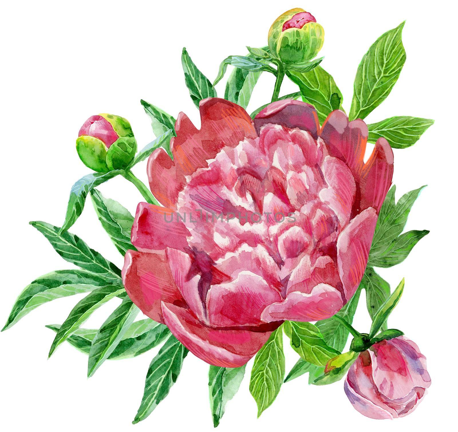 Luxurious dark pink peony with buds and leaves. Vintage floral elements with peony flower and leaves isolated on white background. Hand drawn