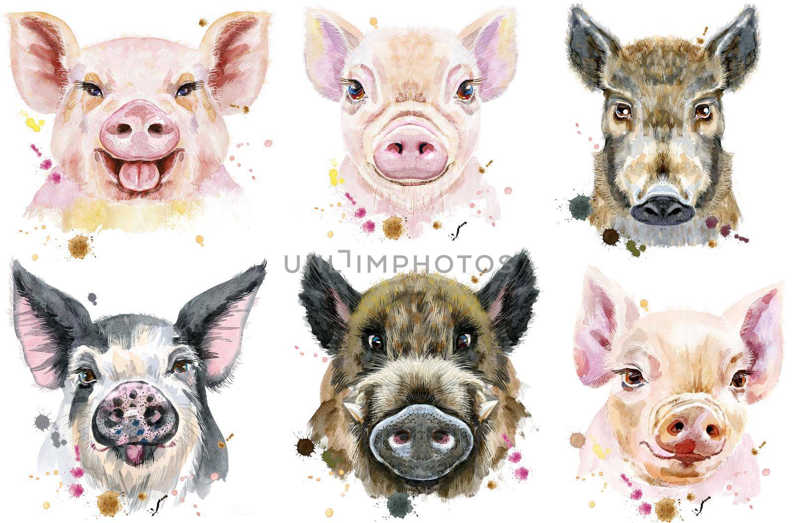 Set of watercolor portrait pigs and boar by NataOmsk