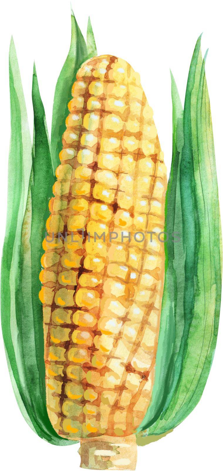 An ear of yellow corn, watercolor illustration by NataOmsk