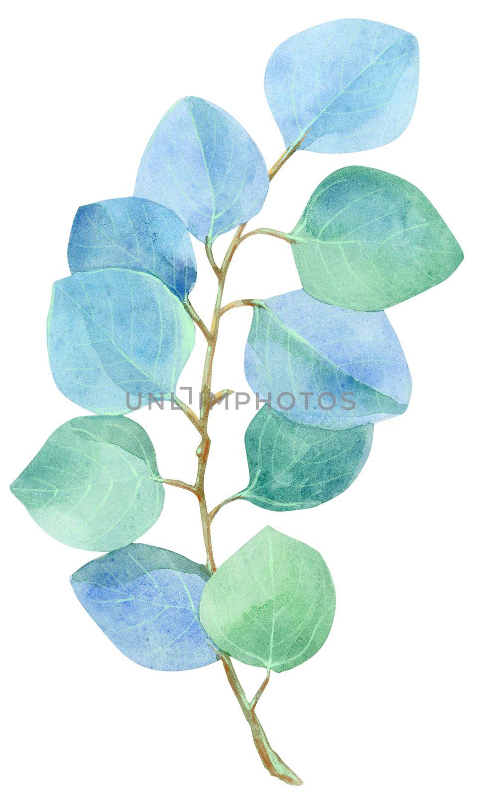 Watercolor eucalyptus isolated on white background