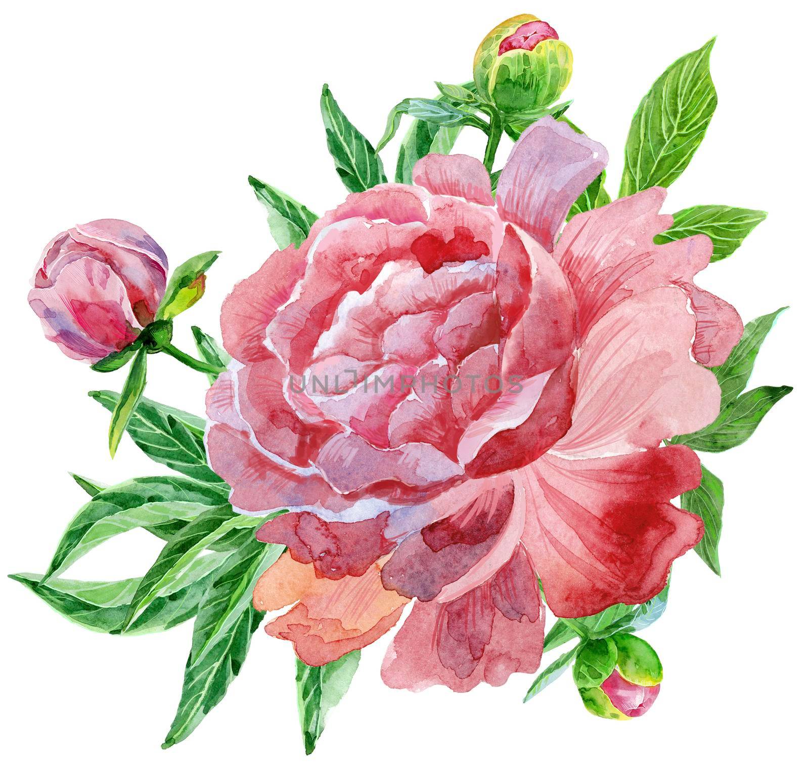 Luxurious dark pink peony with buds and leaves. Vintage floral elements with peony flower and leaves isolated on white background. Hand drawn