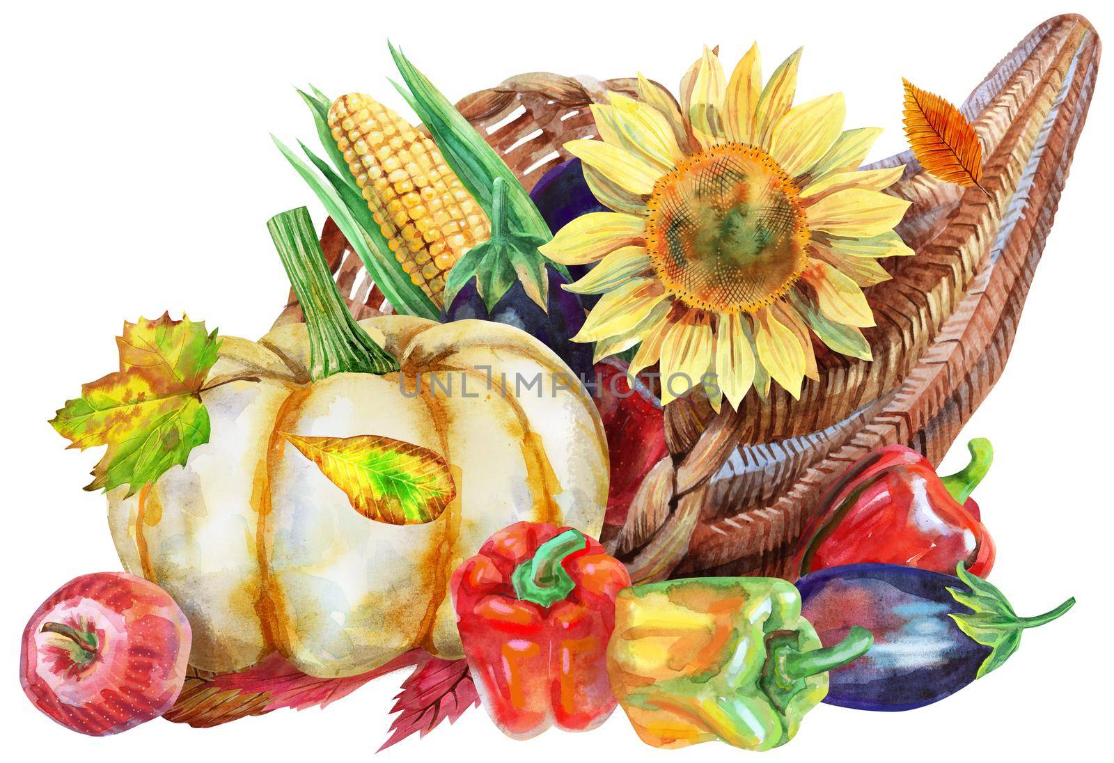 Hand drawn watercolor cornucopia with fall season harvest, pumpkin, sunflower, apple and pepper. Food illustration isolated on white background.