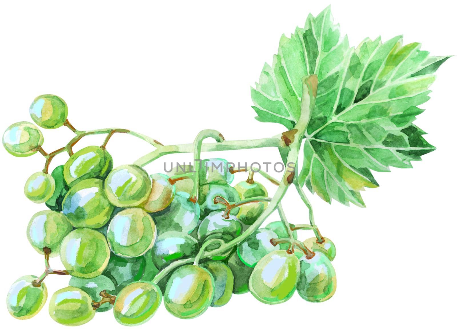 Watercolor branch green grapes, illustration isolated on white background.