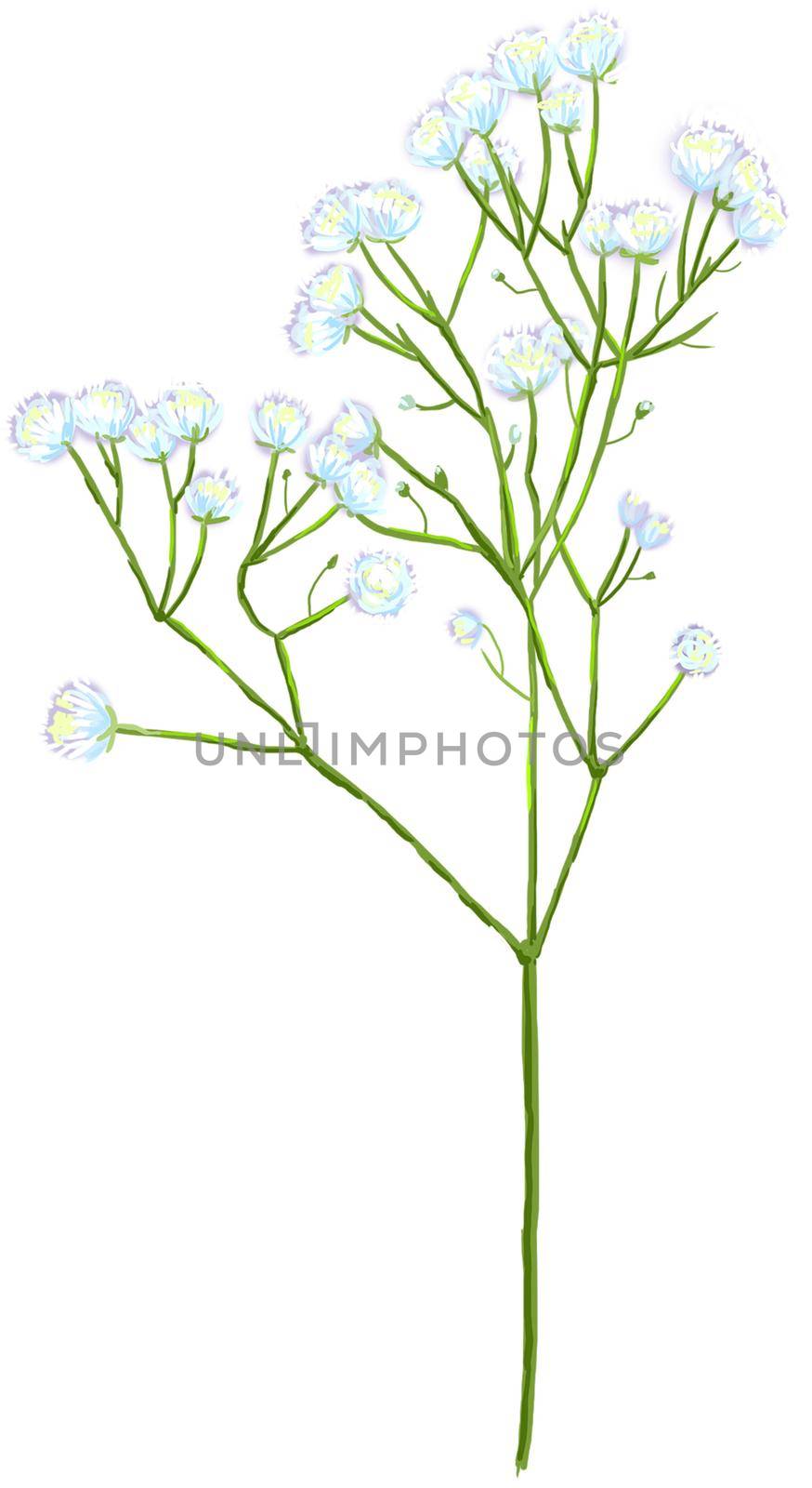Watercolor illustration gypsophila with little white flowers by NataOmsk