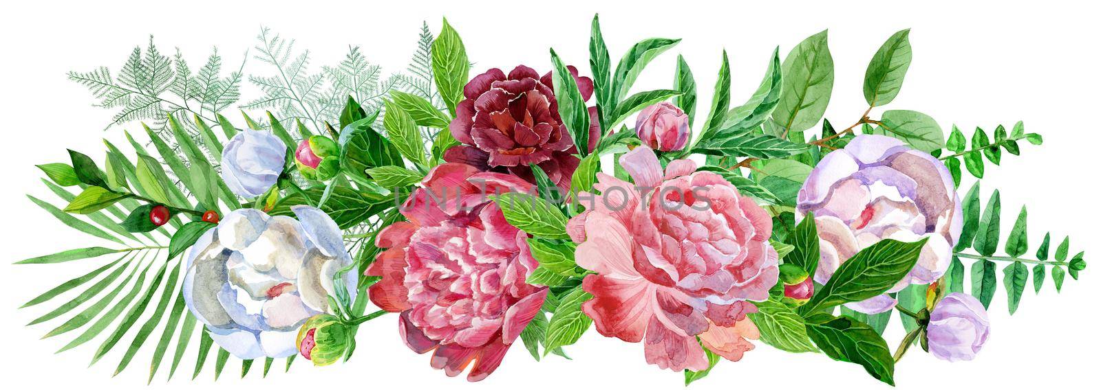 Garden peony. Watercolor, hand painted, isolated on white background. by NataOmsk